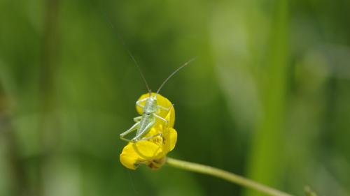 Tettigonia sp.